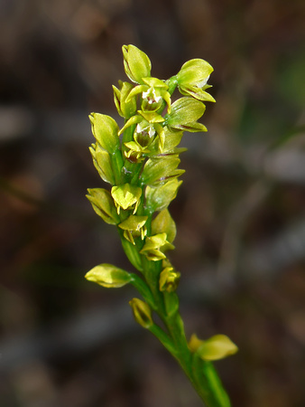 Yellow Leek Orchid (Prasophyllum flavum)