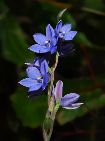 Spotted Sun Orchid (Thelymitra ixioides)