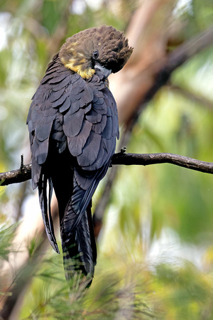 Glossy Black-Cockatoo female