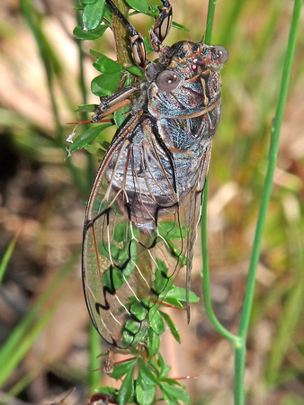 Razor Grinder Cicada