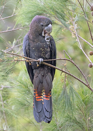 Glossy Black-Cockatoo juvenile