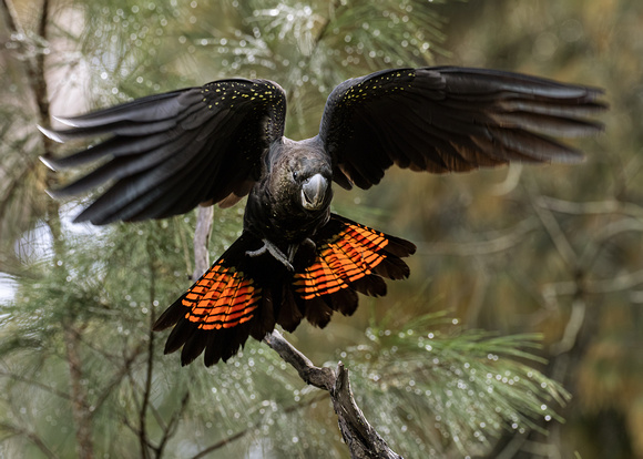 Glossy Black-Cockatoo juvenile