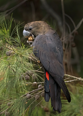 Glossy Black-Cockatoo male